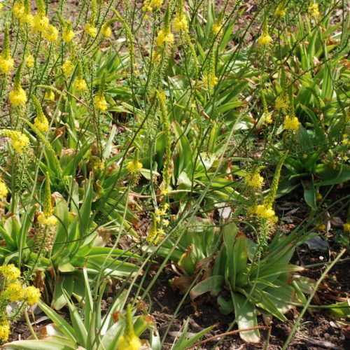 Bulbine Natalensis - t booster