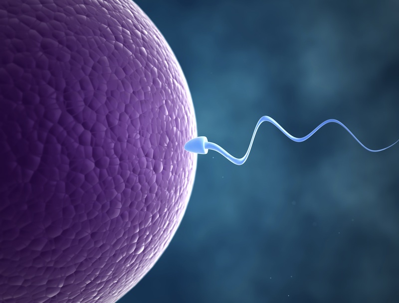 Dropping Male Fertility Rates