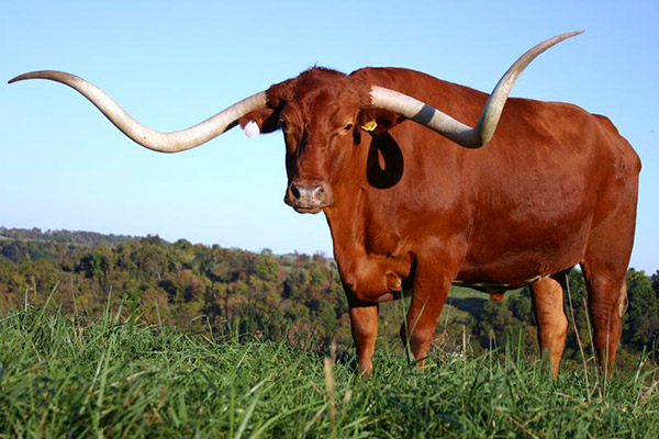 texas longhorn