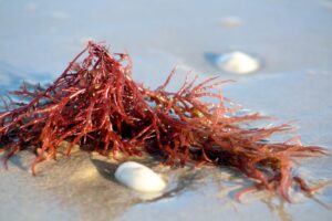 carrageenan-is-extracted-from-red-seaweed